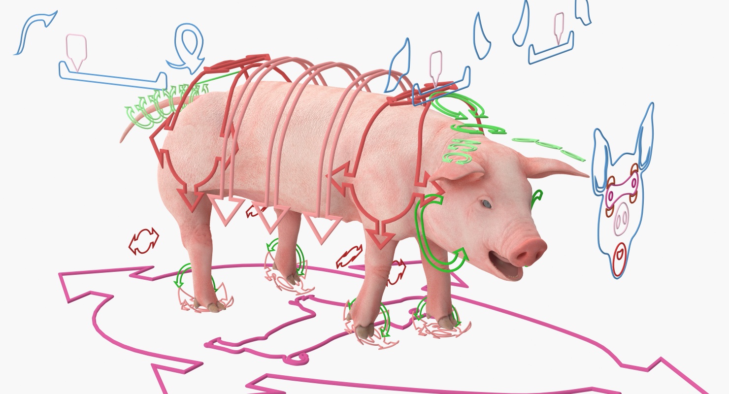 3D Pig Piglet Landrace Rigged