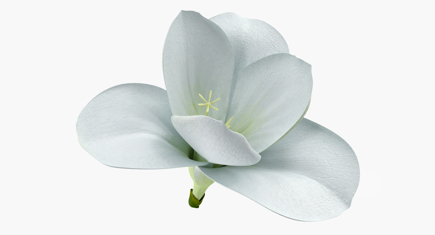 Freesia Flower 3D model