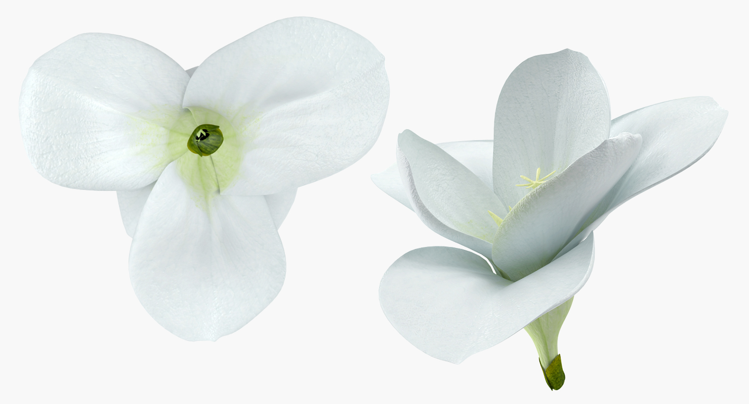 Freesia Flower 3D model