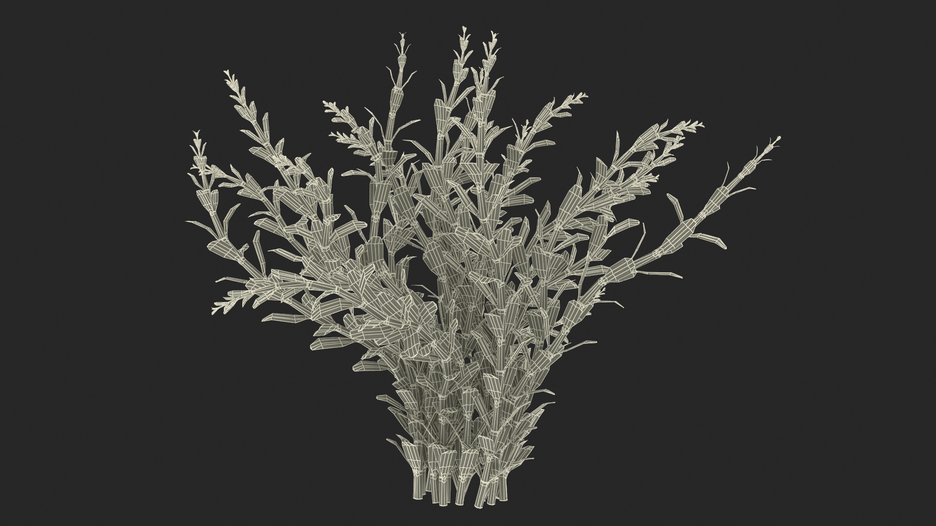 Aquarium Plant Rotala Green 3D