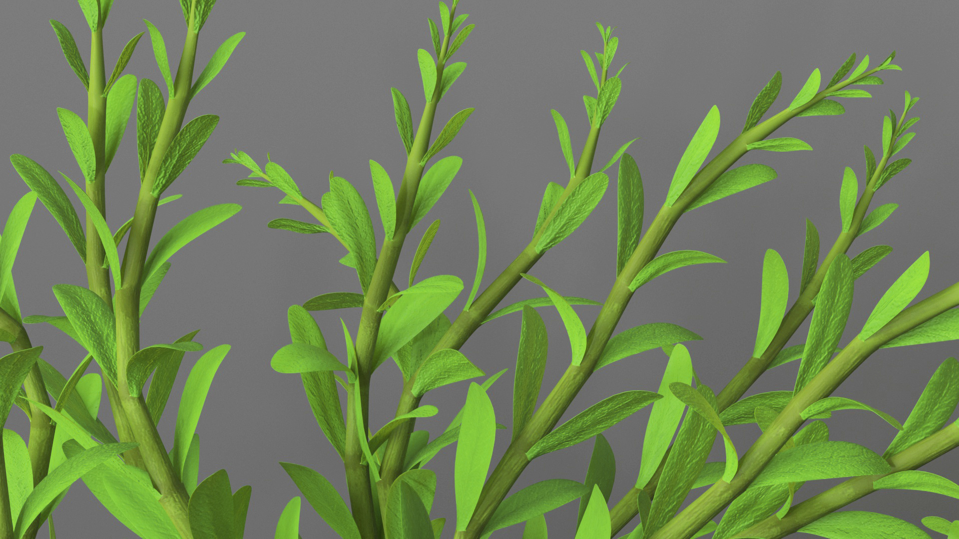 Aquarium Plant Rotala Green 3D