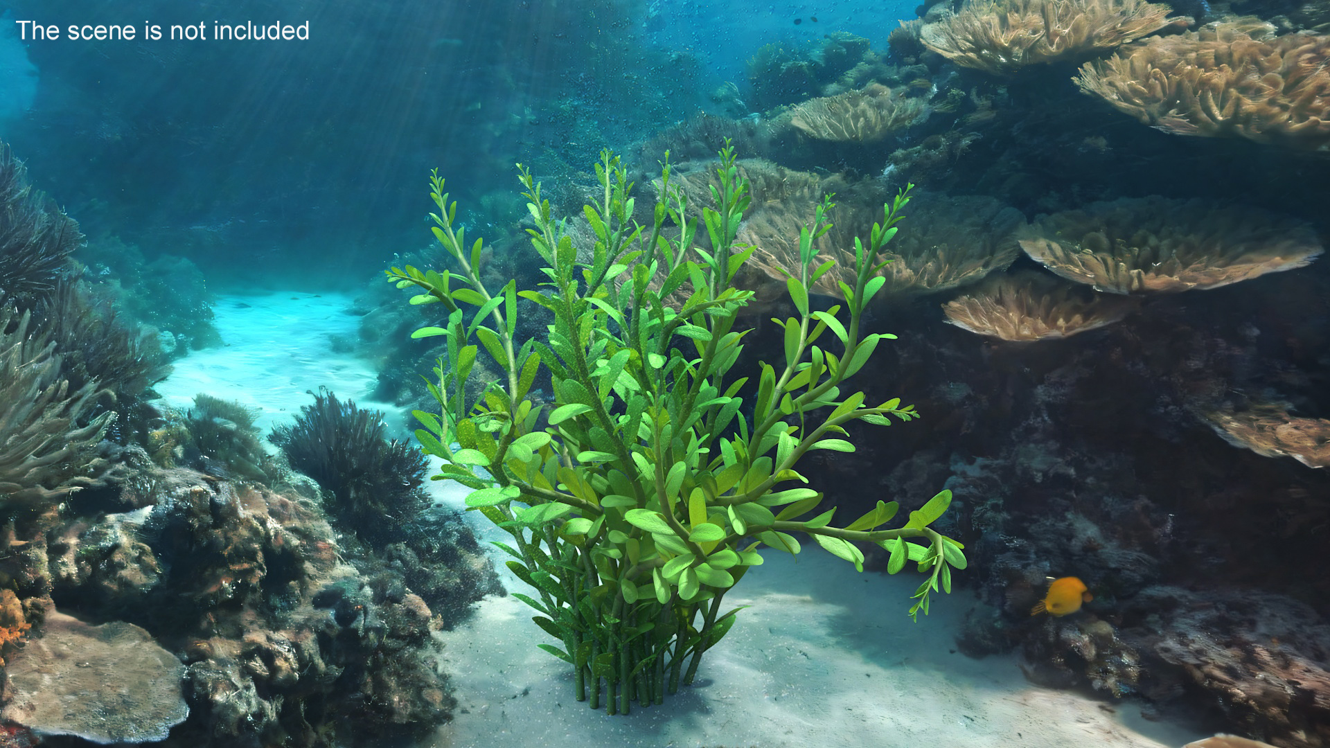 Aquarium Plant Rotala Green 3D