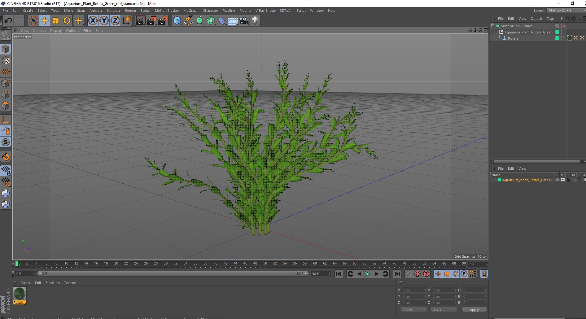 Aquarium Plant Rotala Green 3D
