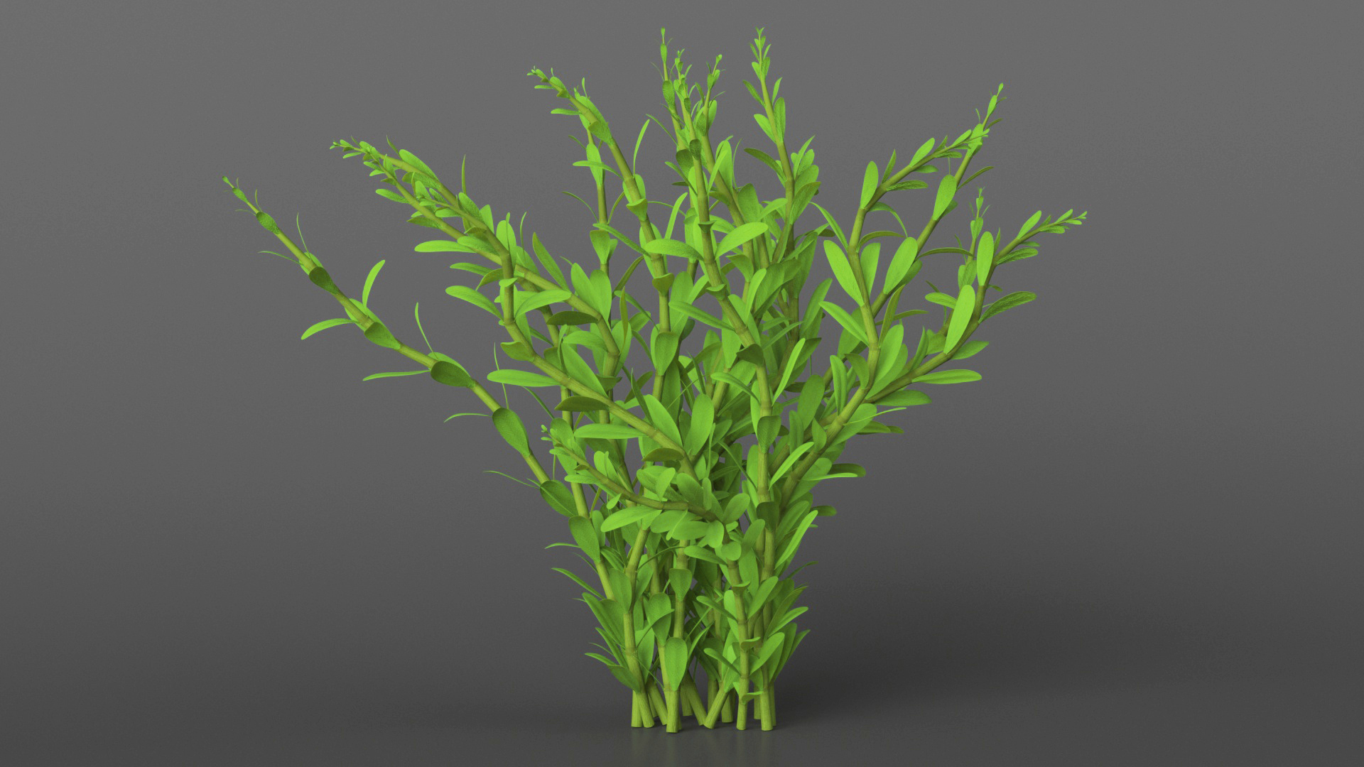 Aquarium Plant Rotala Green 3D
