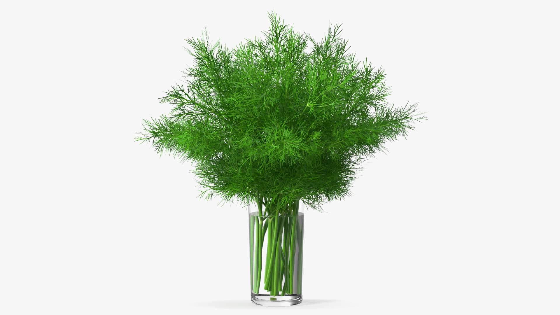 3D Dill Water Glass
