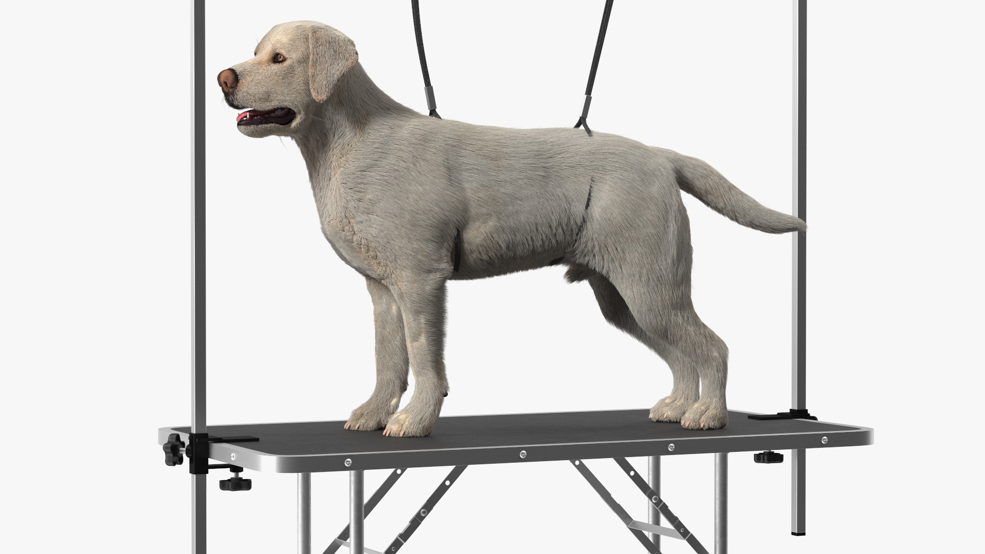 Grooming Table with Dog Fur 3D