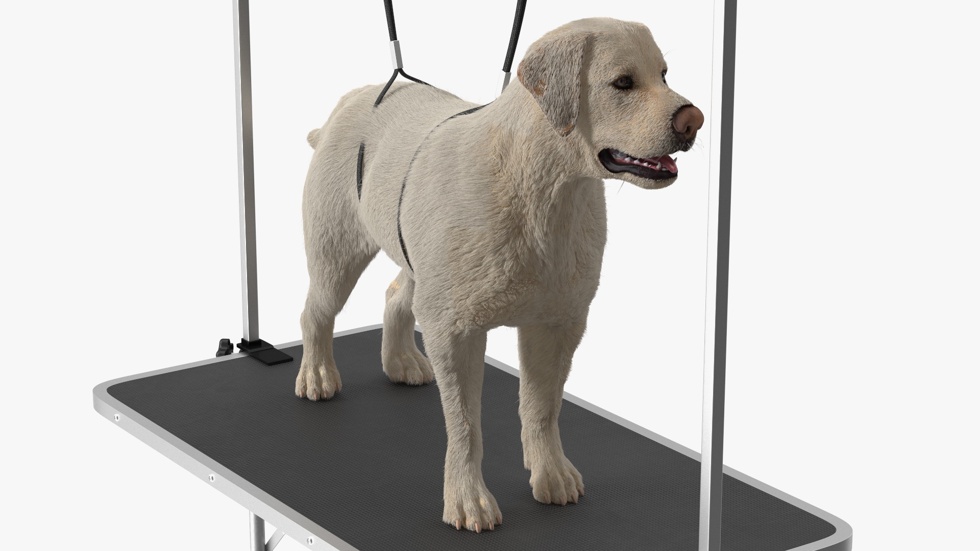 Grooming Table with Dog Fur 3D