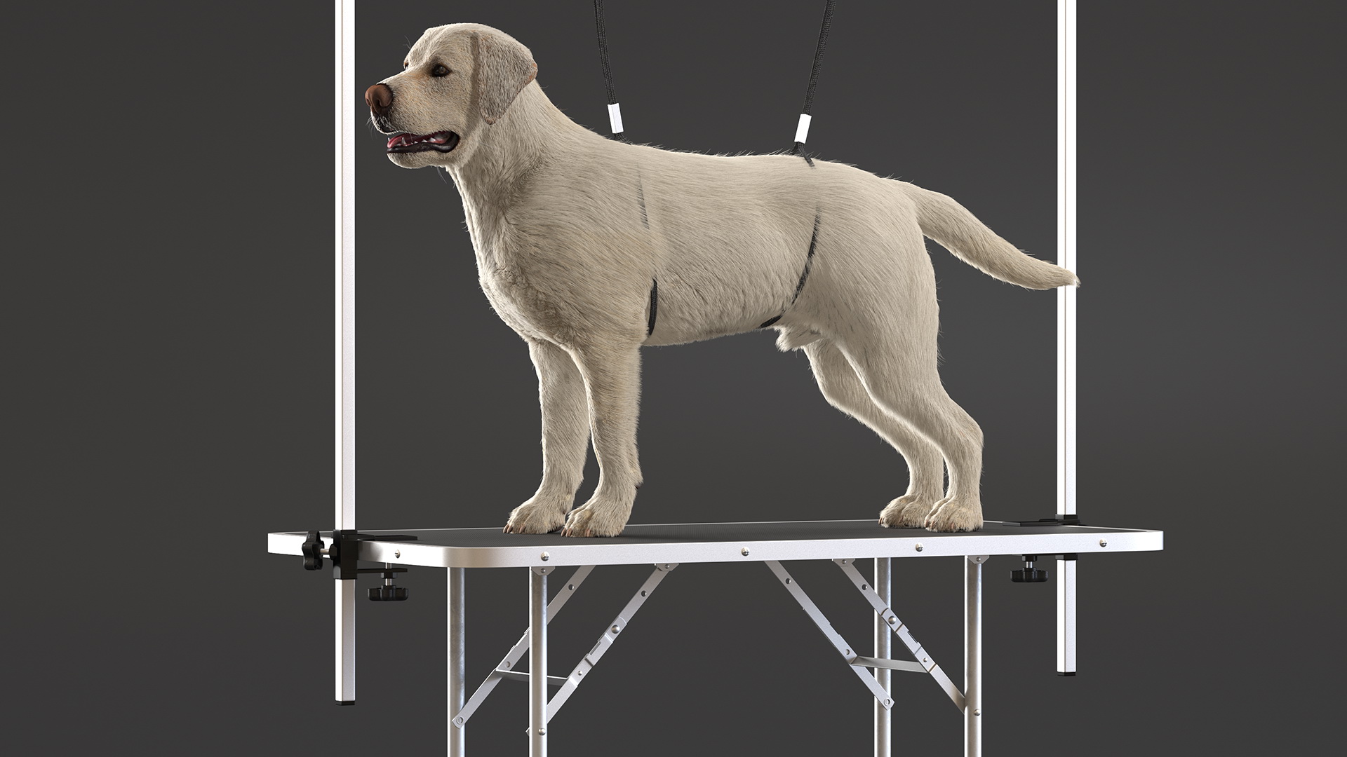 Grooming Table with Dog Fur 3D