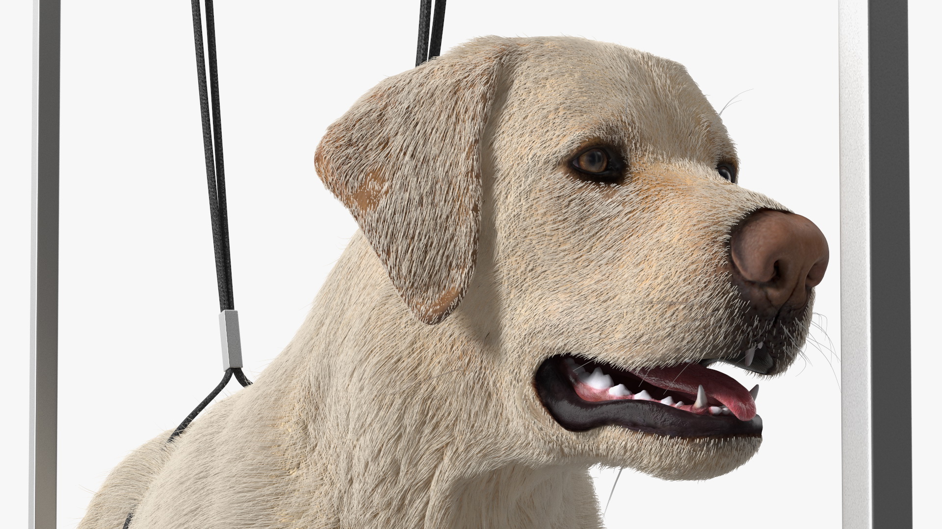 Grooming Table with Dog Fur 3D