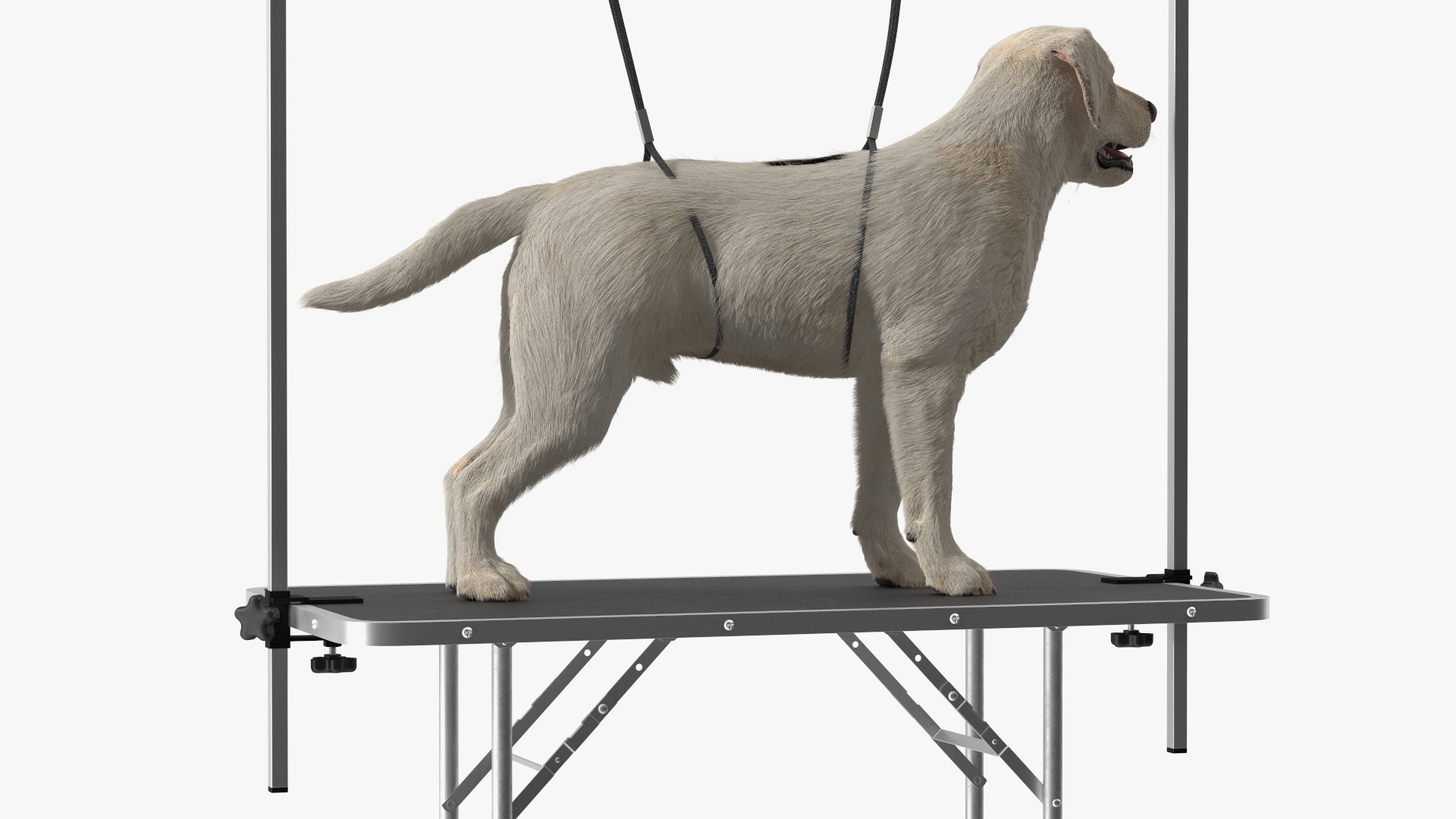 Grooming Table with Dog Fur 3D