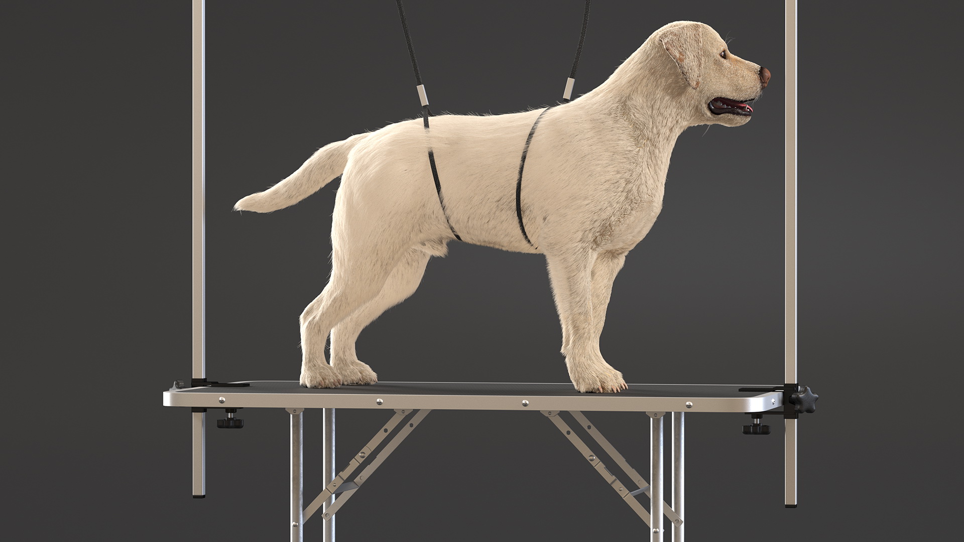 Grooming Table with Dog Fur 3D