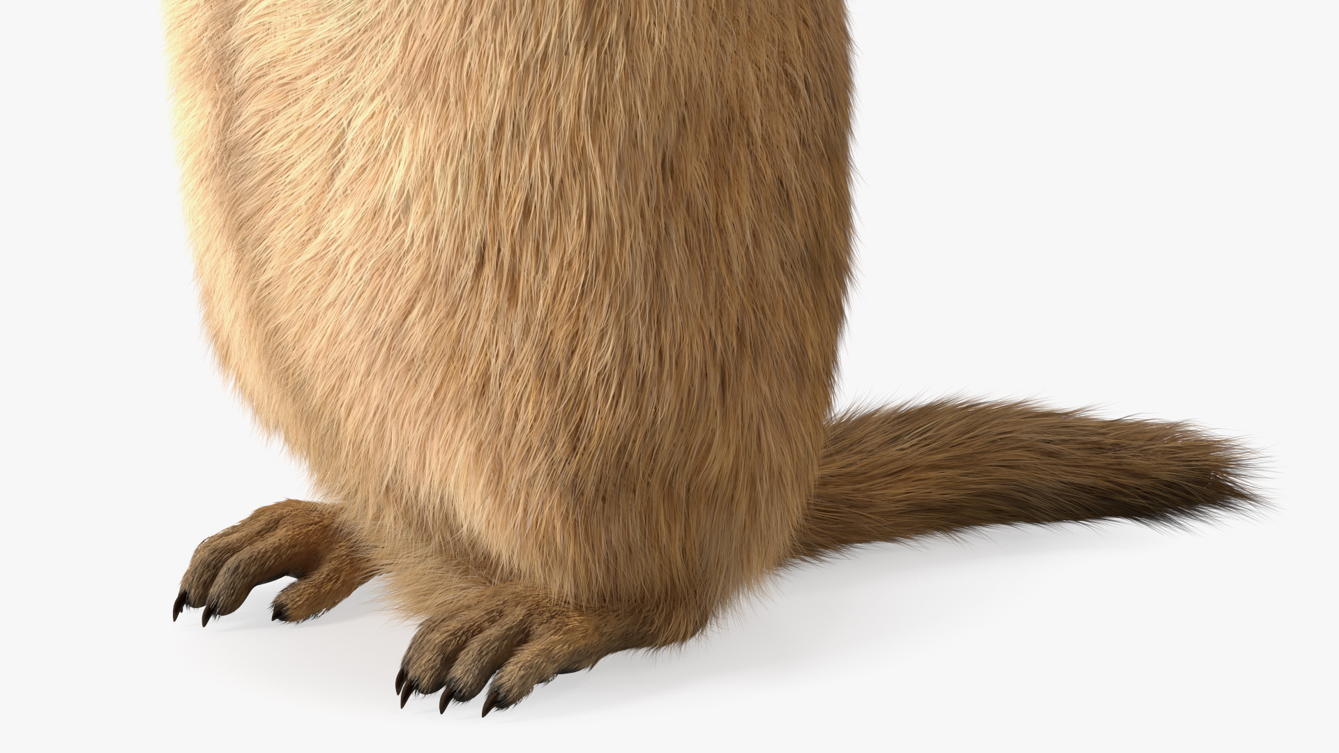 3D model Groundhog Standing on Hind Legs Fur