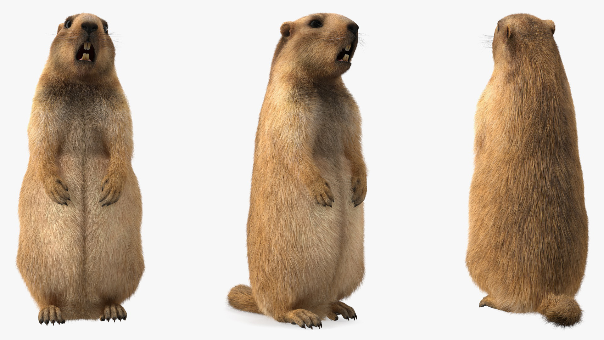 3D model Groundhog Standing on Hind Legs Fur