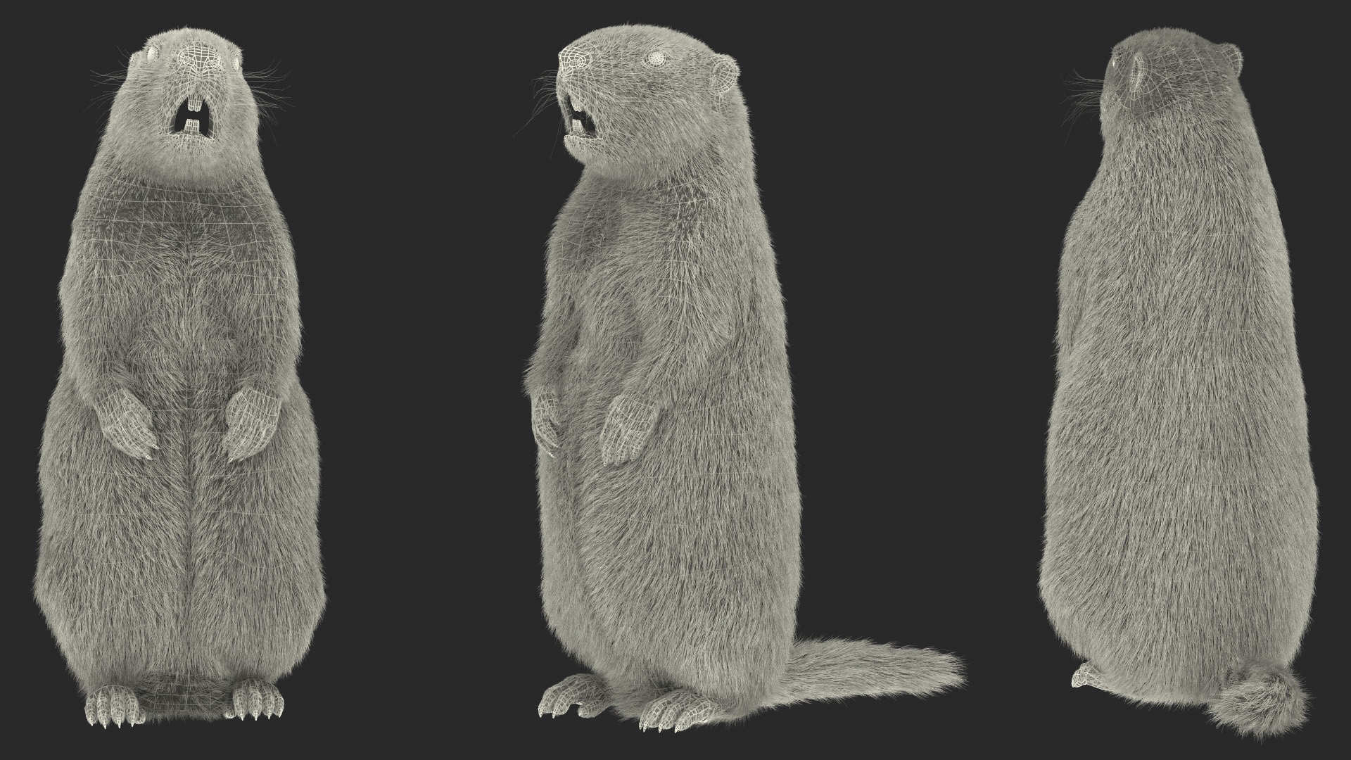 3D model Groundhog Standing on Hind Legs Fur