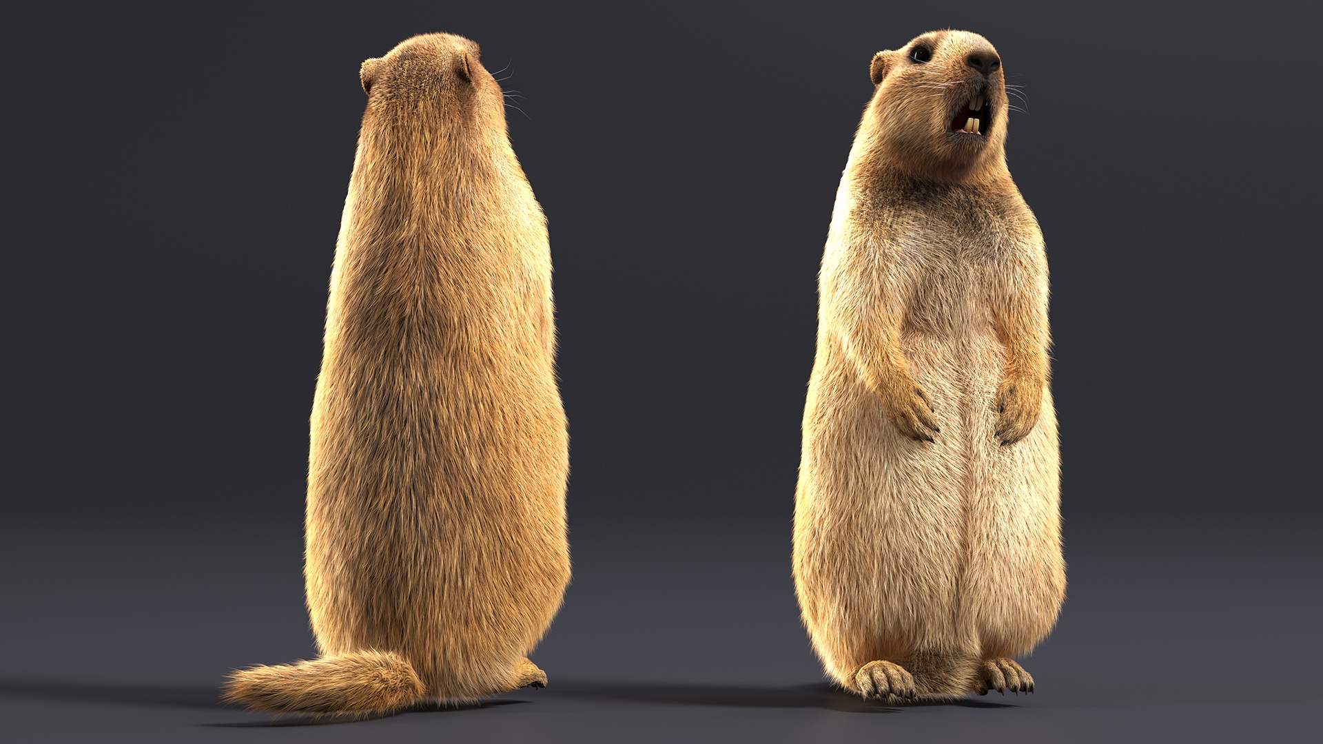 3D model Groundhog Standing on Hind Legs Fur