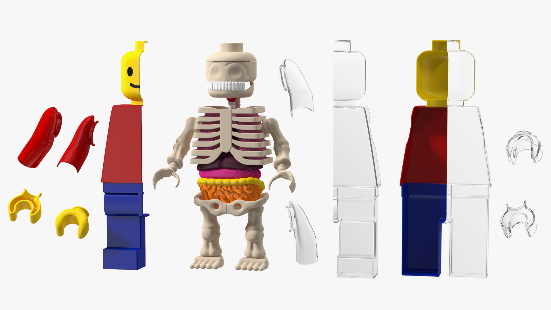 3D model Anatomical LEGO Man Glass Half