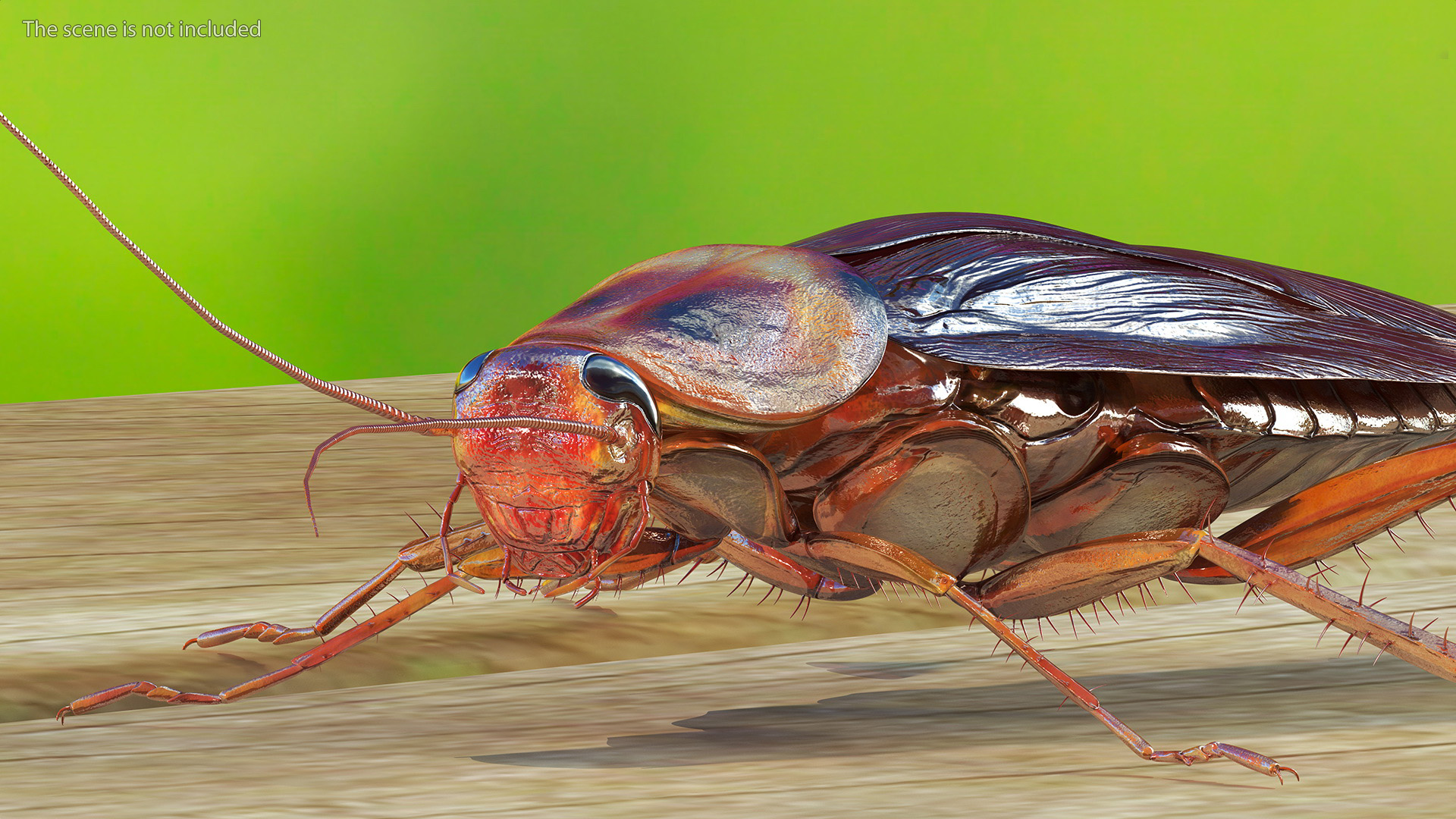 3D Red Flying Cockroach Rigged for Cinema 4D