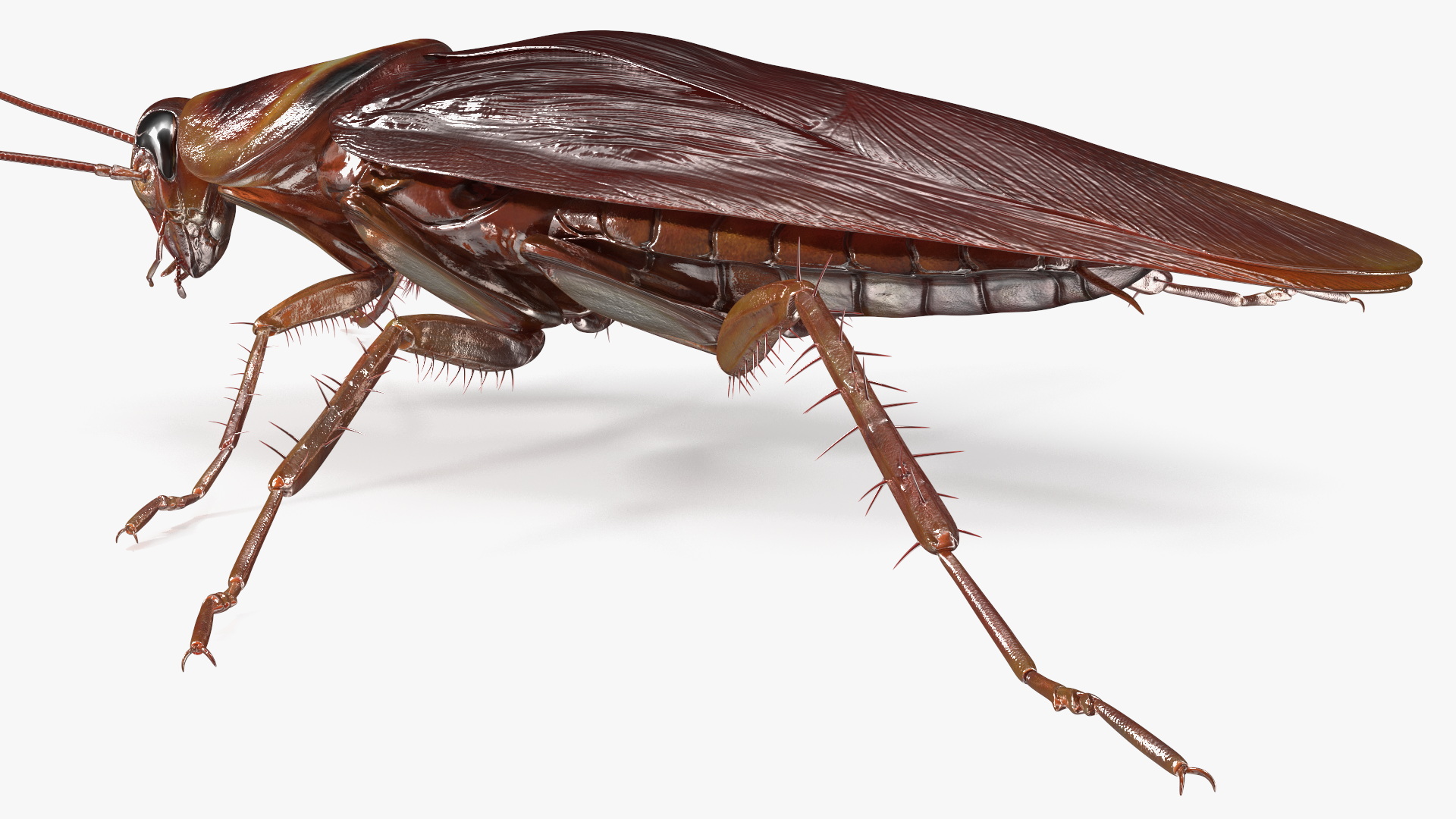 3D Red Flying Cockroach Rigged for Cinema 4D