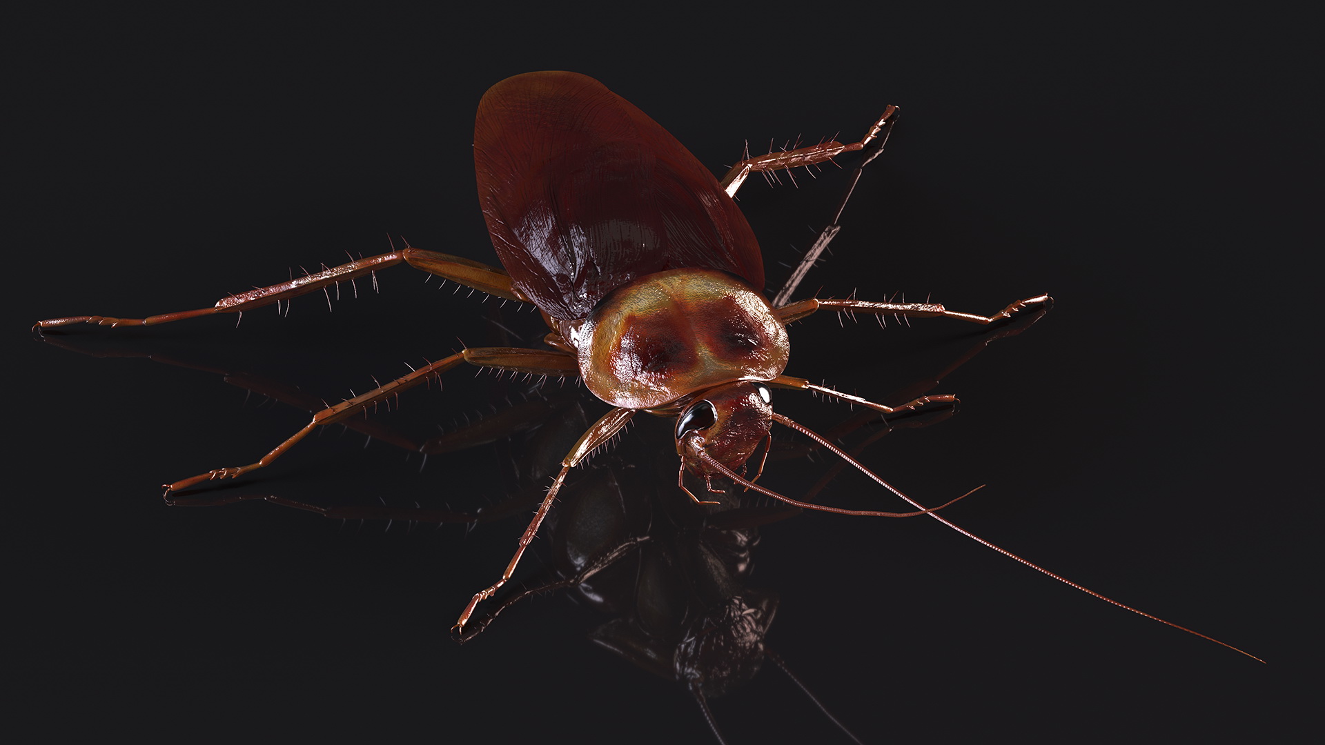 3D Red Flying Cockroach Rigged for Cinema 4D