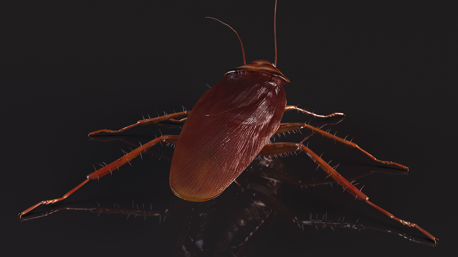 3D Red Flying Cockroach Rigged for Cinema 4D