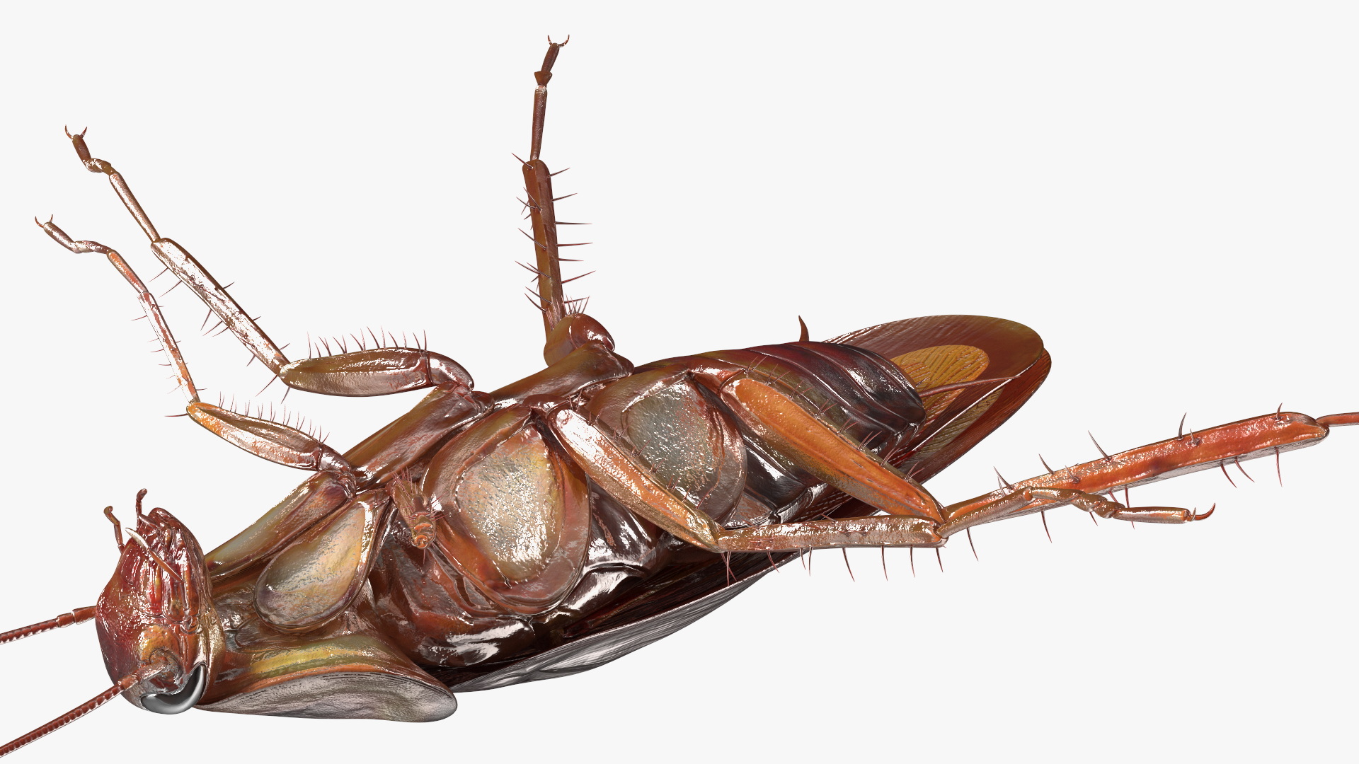 3D Red Flying Cockroach Rigged for Cinema 4D