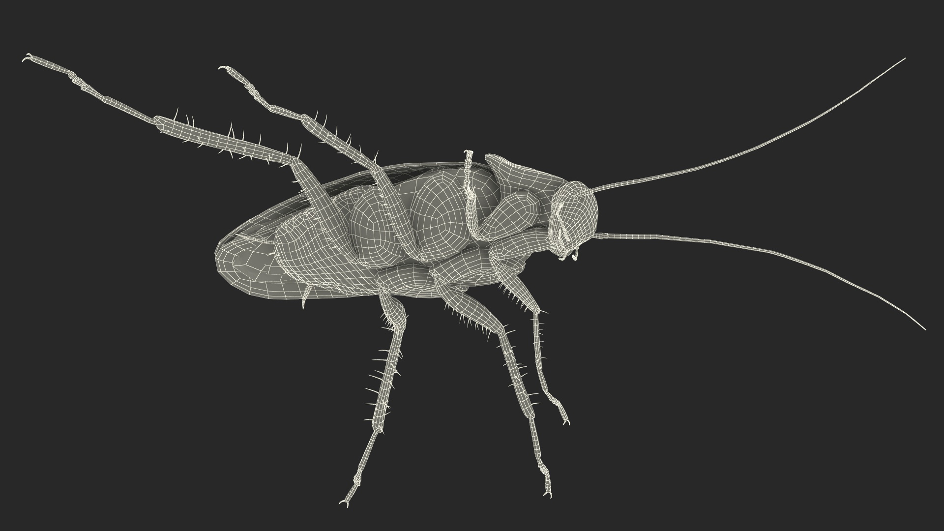 3D Red Flying Cockroach Rigged for Cinema 4D