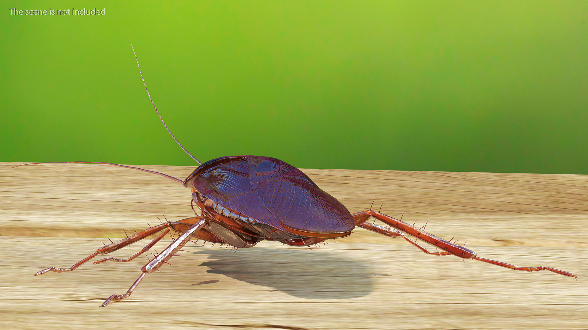 3D Red Flying Cockroach Rigged for Cinema 4D