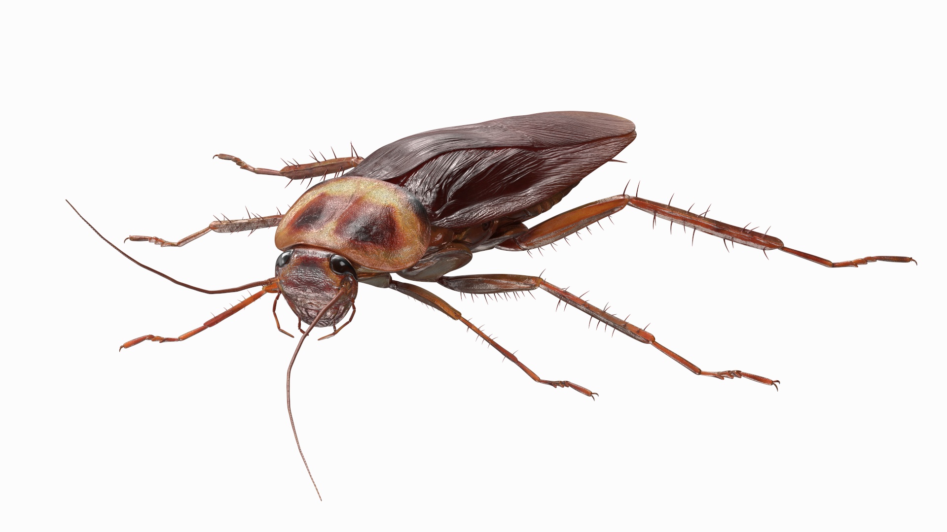 3D Red Flying Cockroach Rigged for Cinema 4D