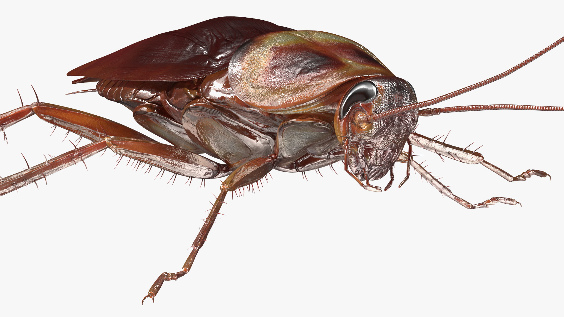 3D Red Flying Cockroach Rigged for Cinema 4D
