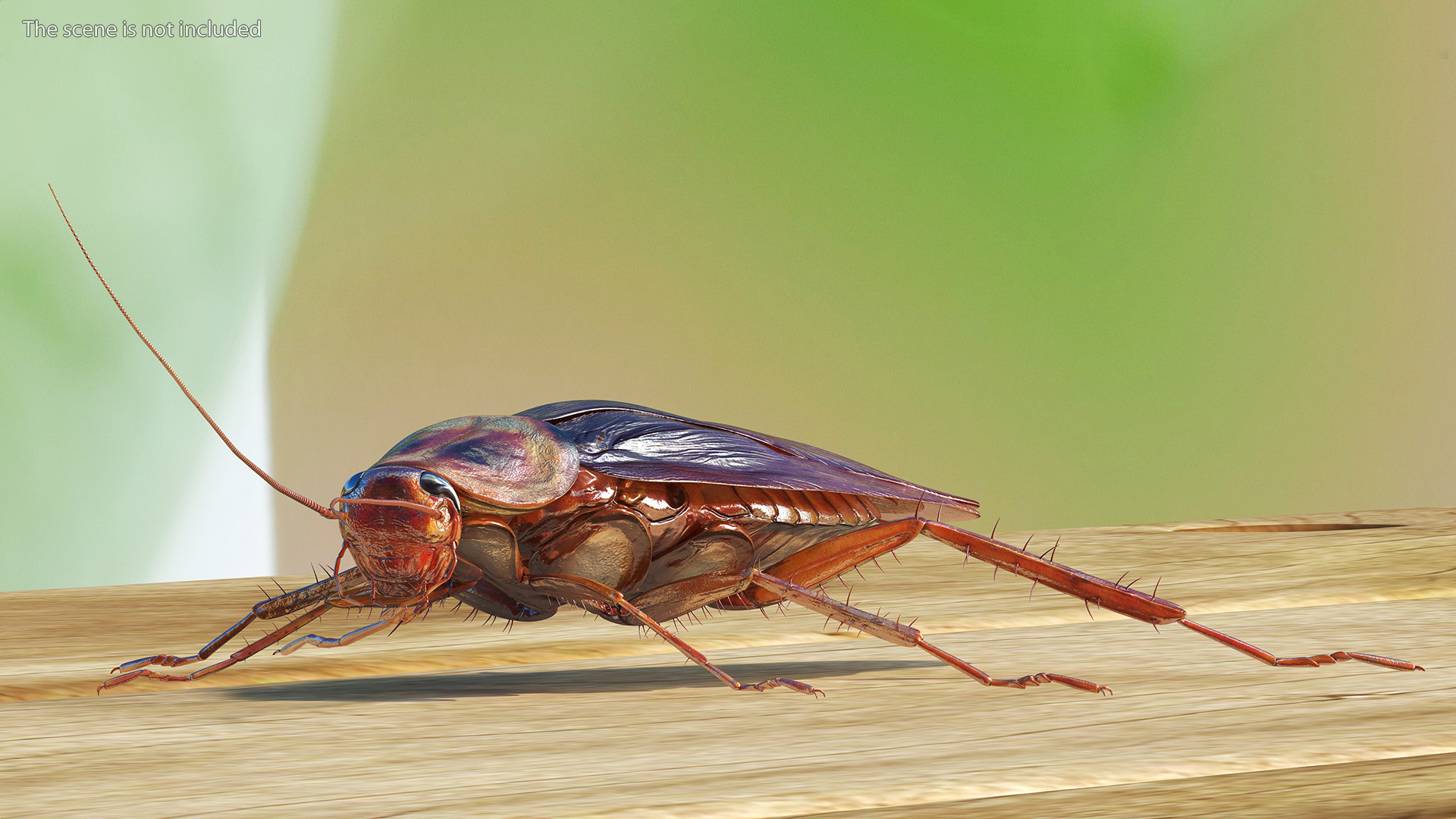 3D Red Flying Cockroach Rigged for Cinema 4D