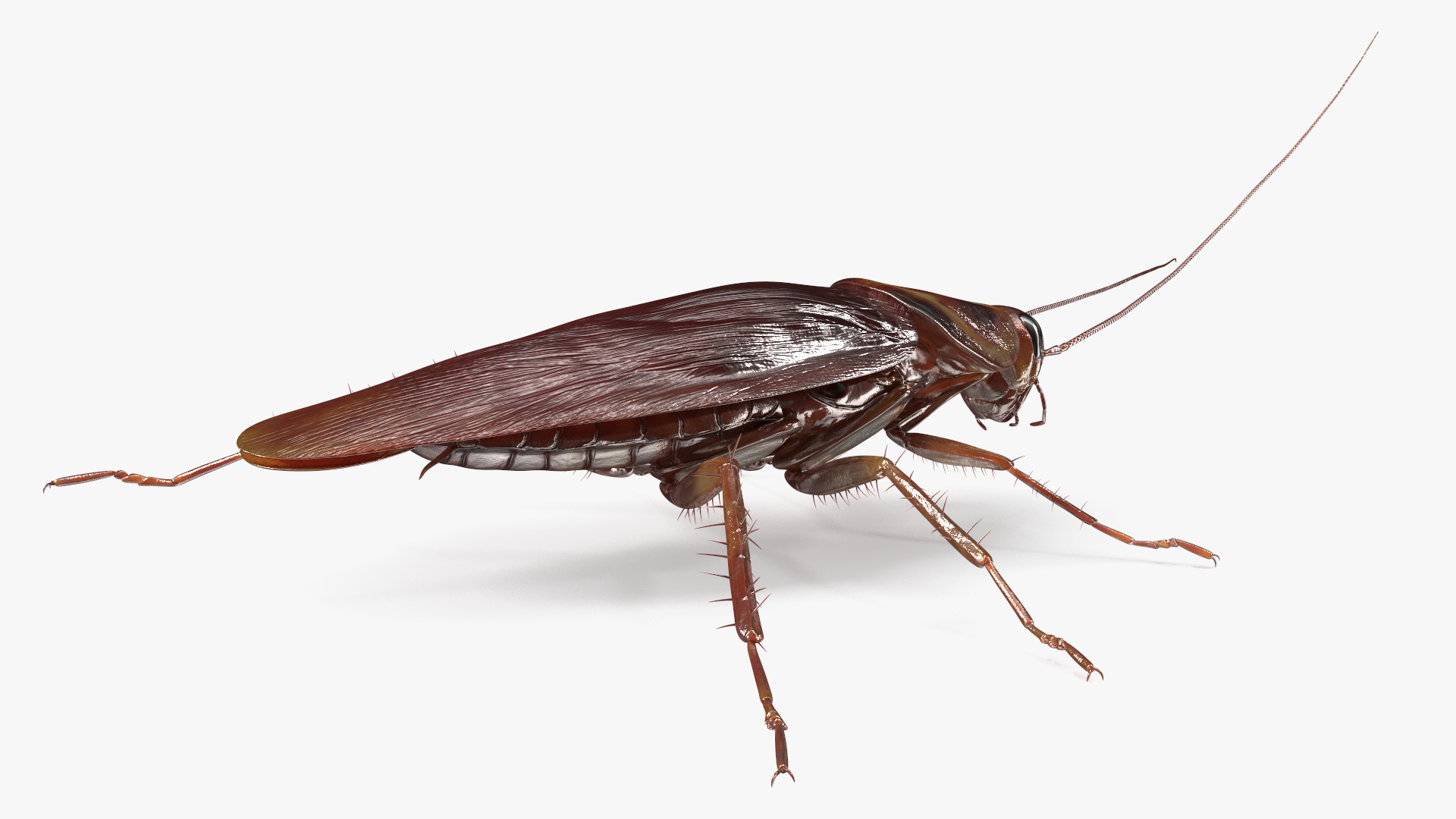 3D Red Flying Cockroach Rigged for Cinema 4D
