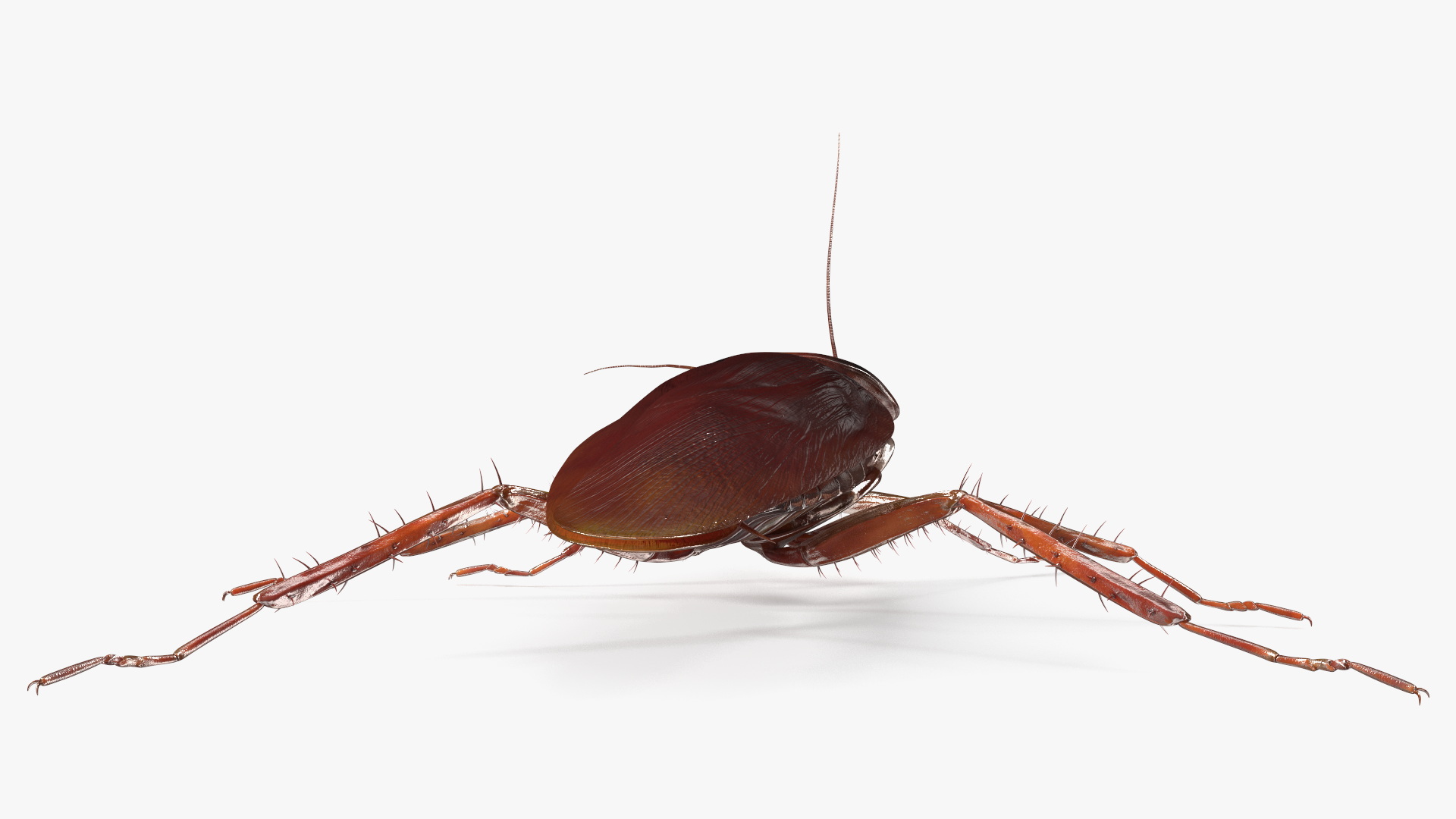 3D Red Flying Cockroach Rigged for Cinema 4D