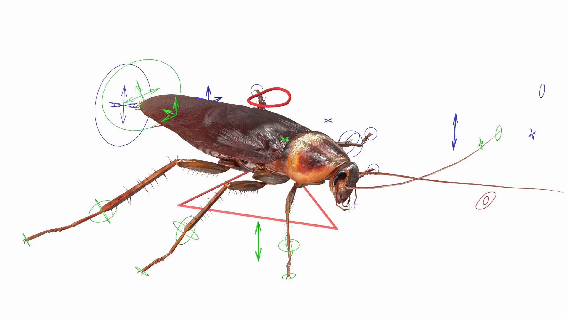 3D Red Flying Cockroach Rigged for Cinema 4D