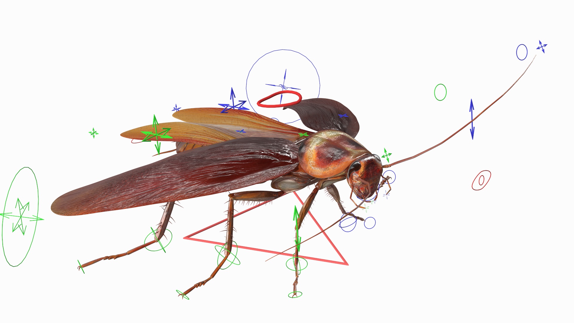 3D Red Flying Cockroach Rigged for Cinema 4D