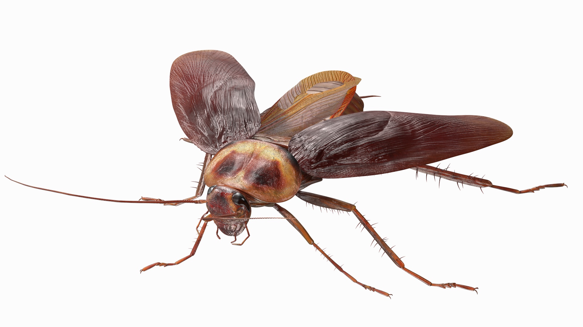3D Red Flying Cockroach Rigged for Cinema 4D