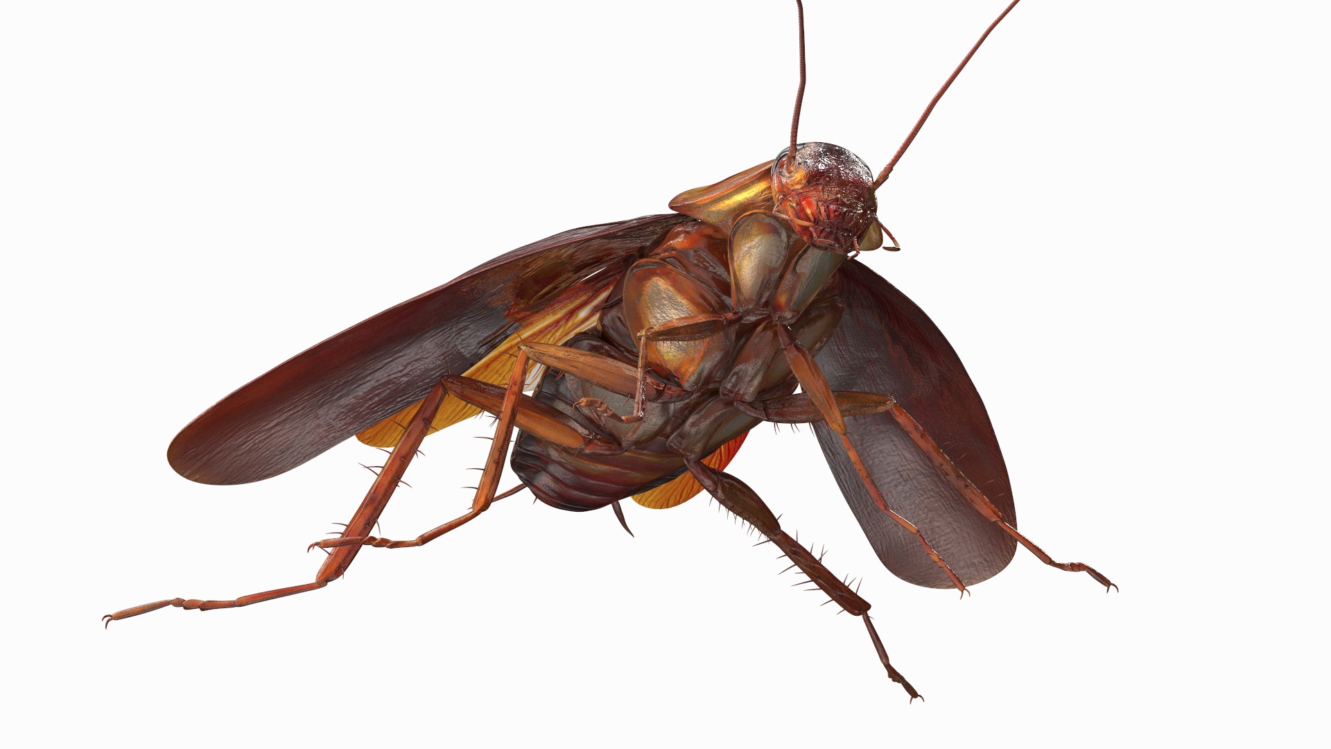 3D Red Flying Cockroach Rigged for Cinema 4D