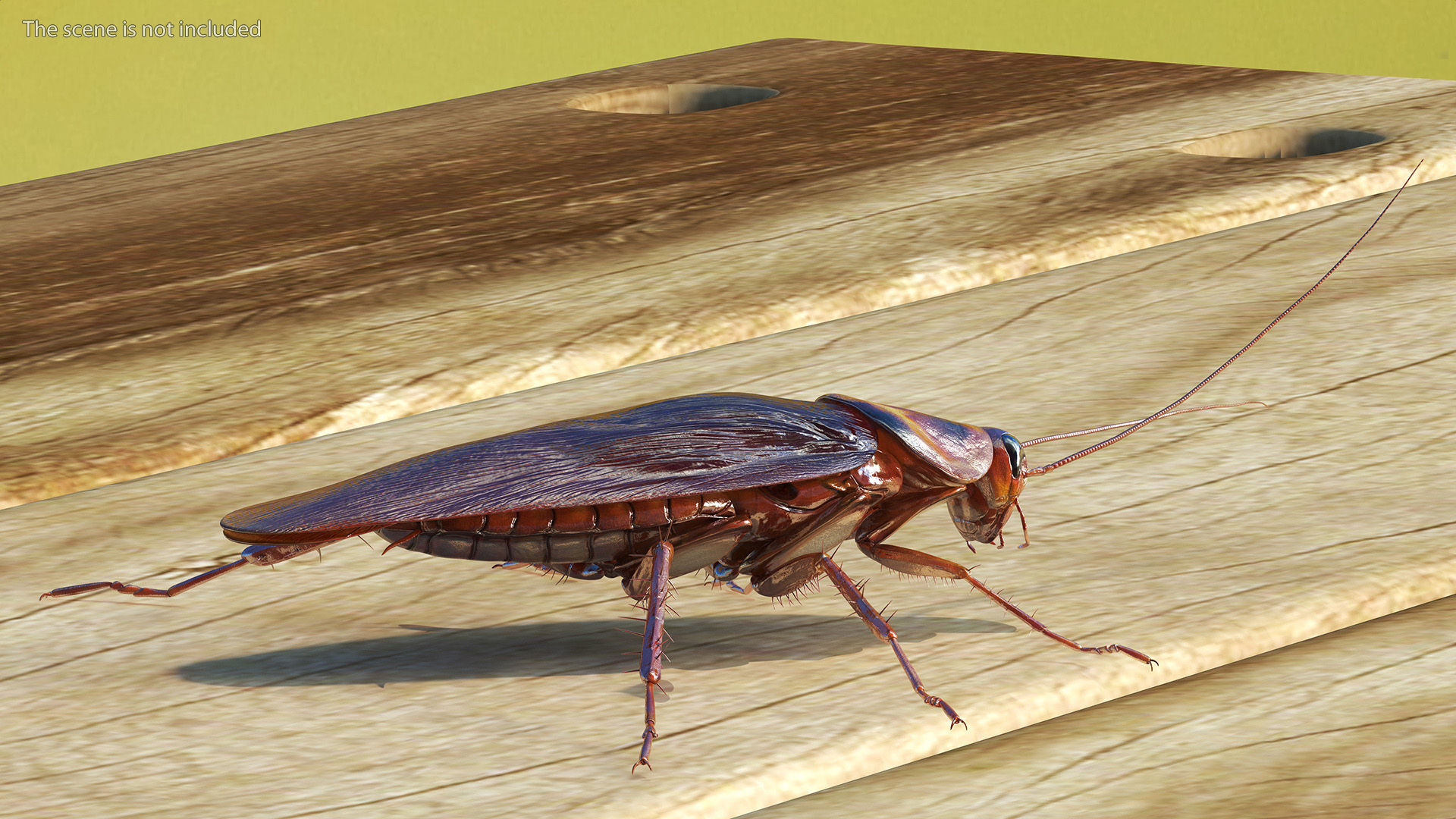 3D Red Flying Cockroach Rigged for Cinema 4D