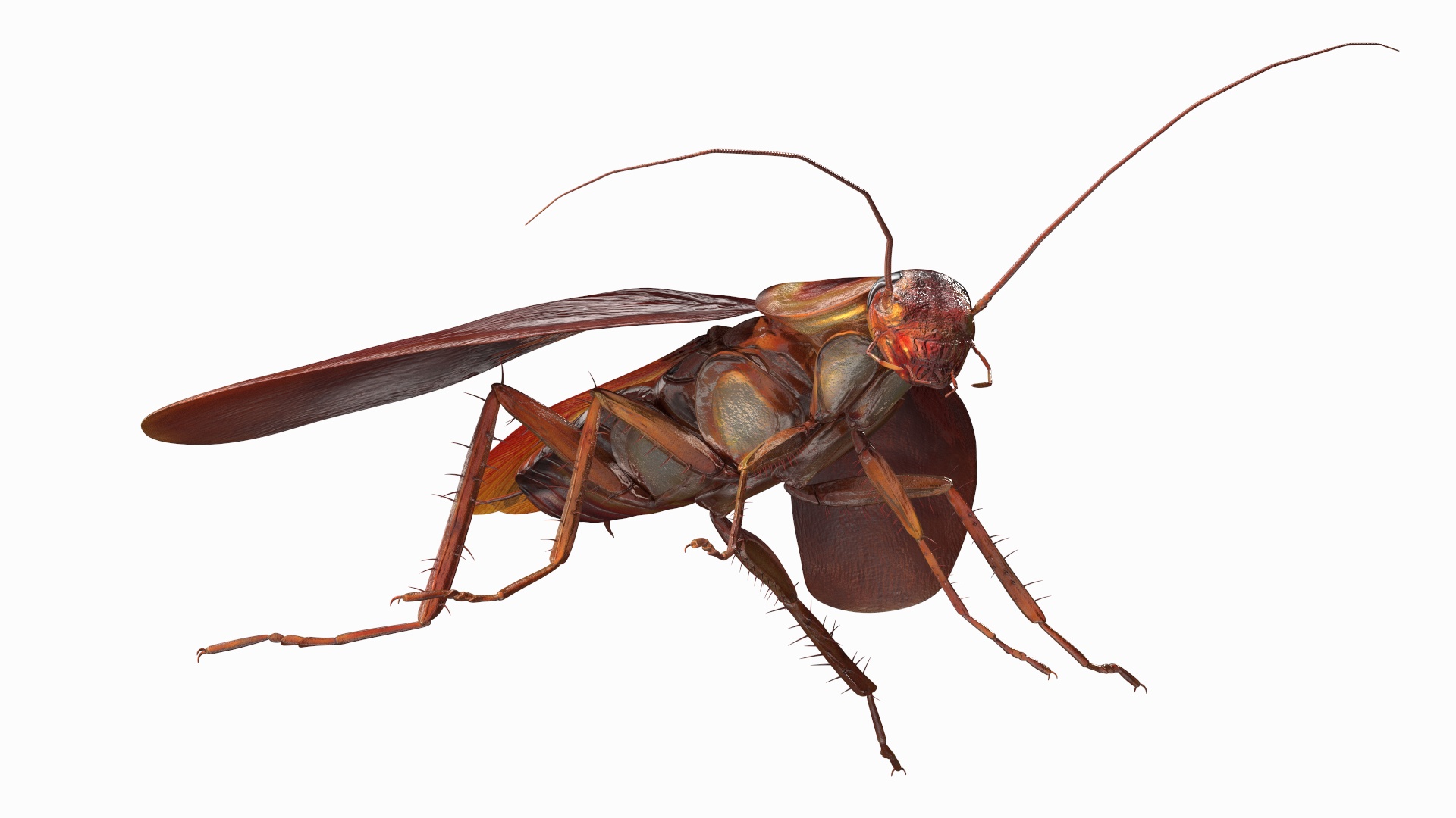 3D Red Flying Cockroach Rigged for Cinema 4D