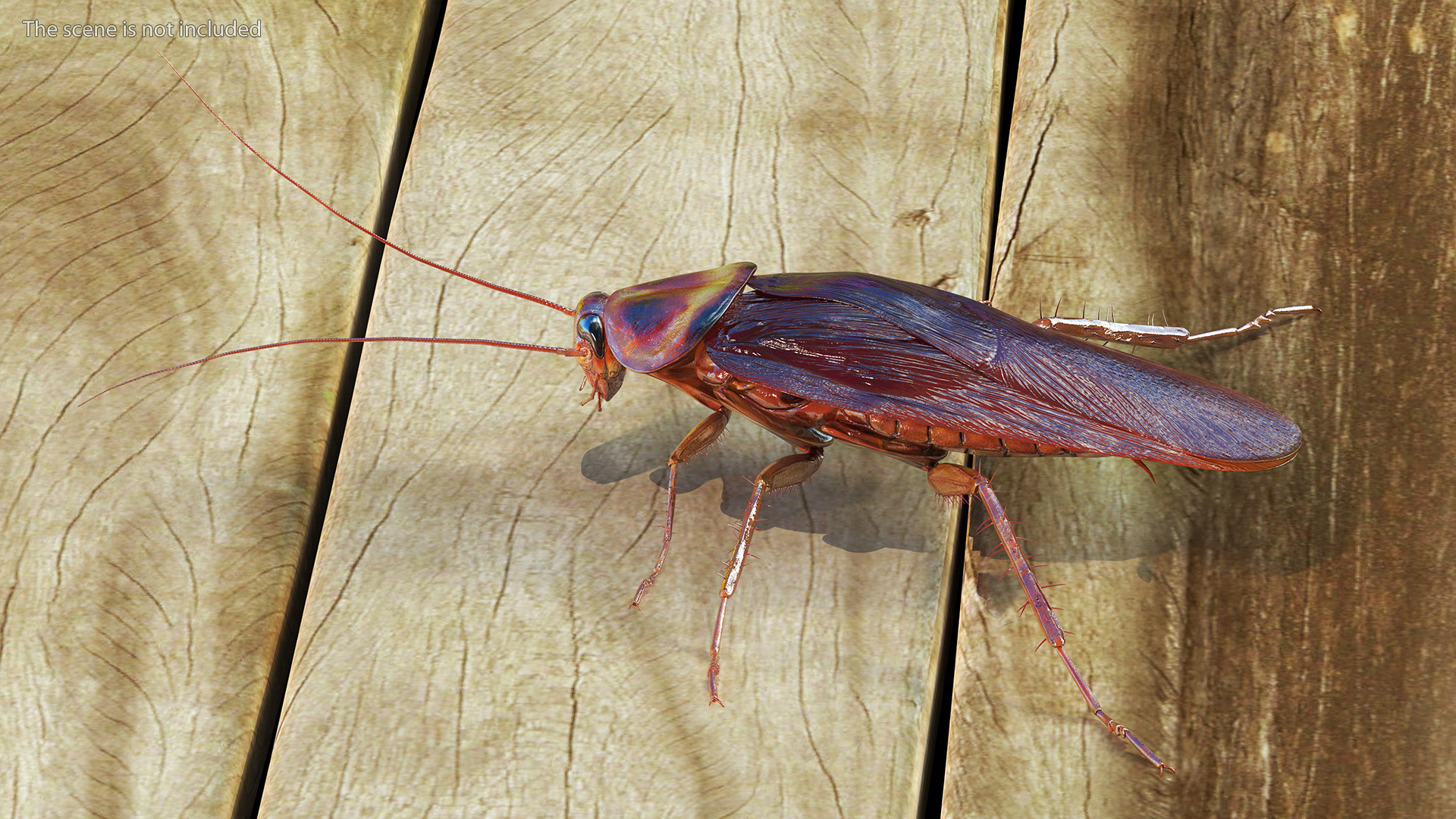 3D Red Flying Cockroach Rigged for Cinema 4D