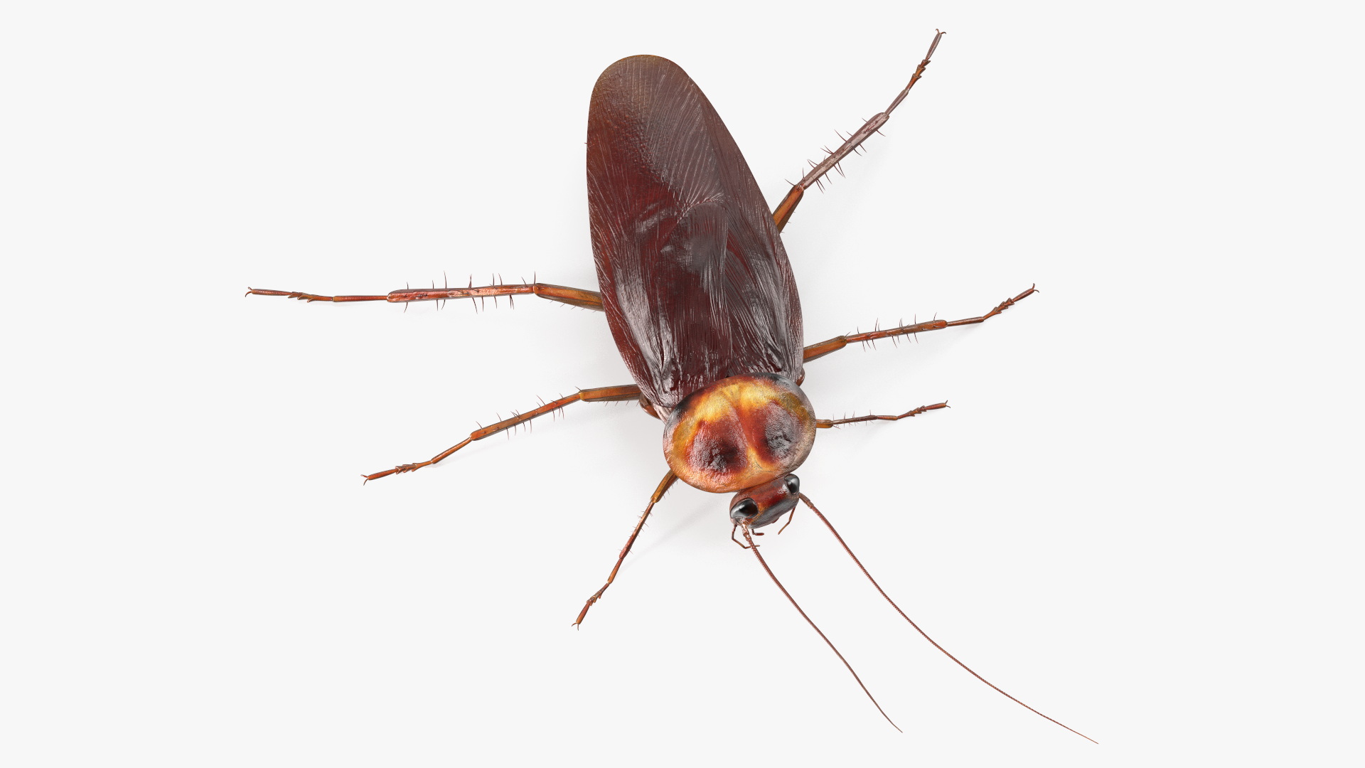 3D Red Flying Cockroach Rigged for Cinema 4D