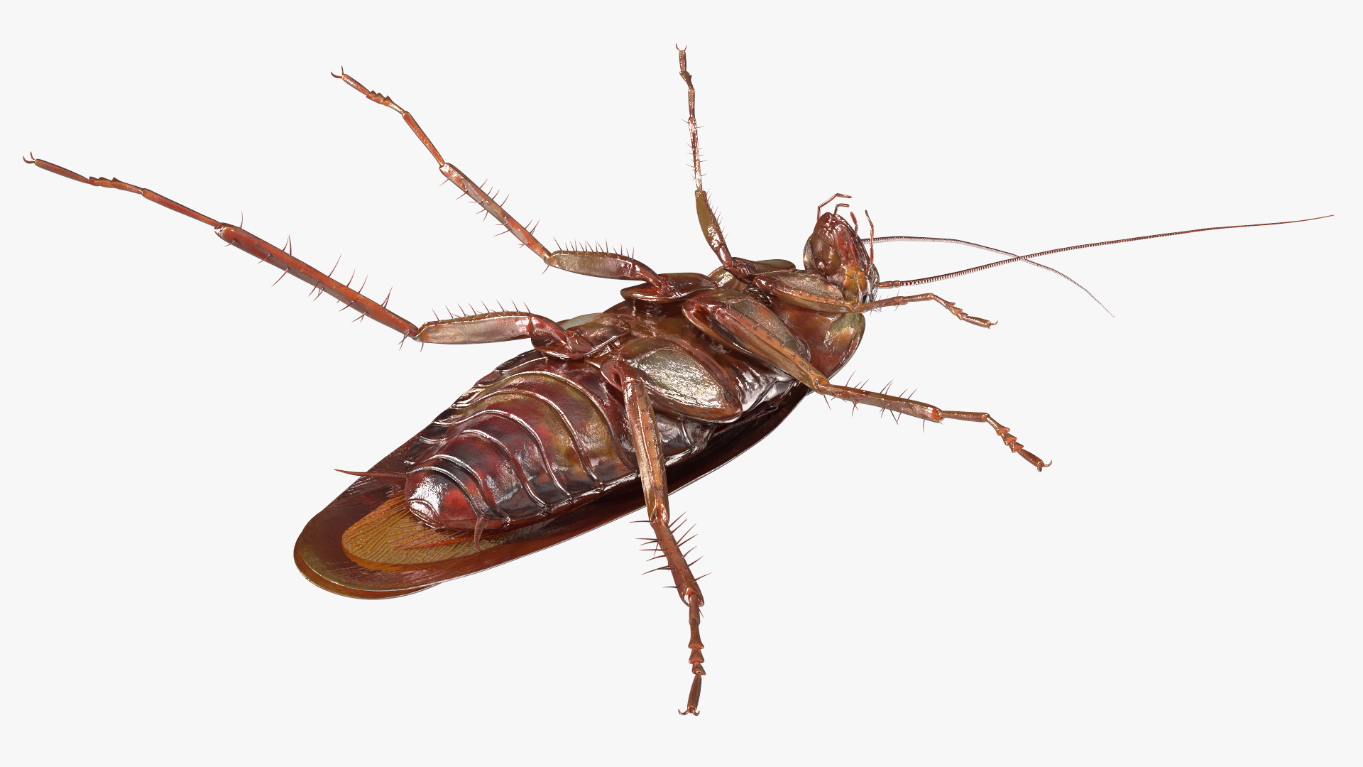 3D Red Flying Cockroach Rigged for Cinema 4D