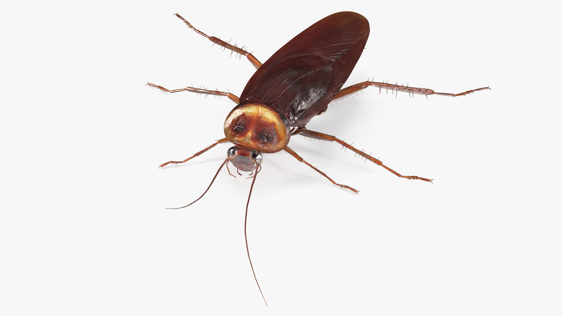 3D Red Flying Cockroach Rigged for Cinema 4D