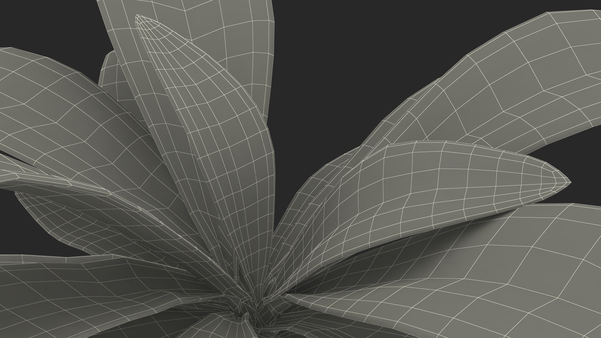 3D Tropical Plant Glauca Cordyline