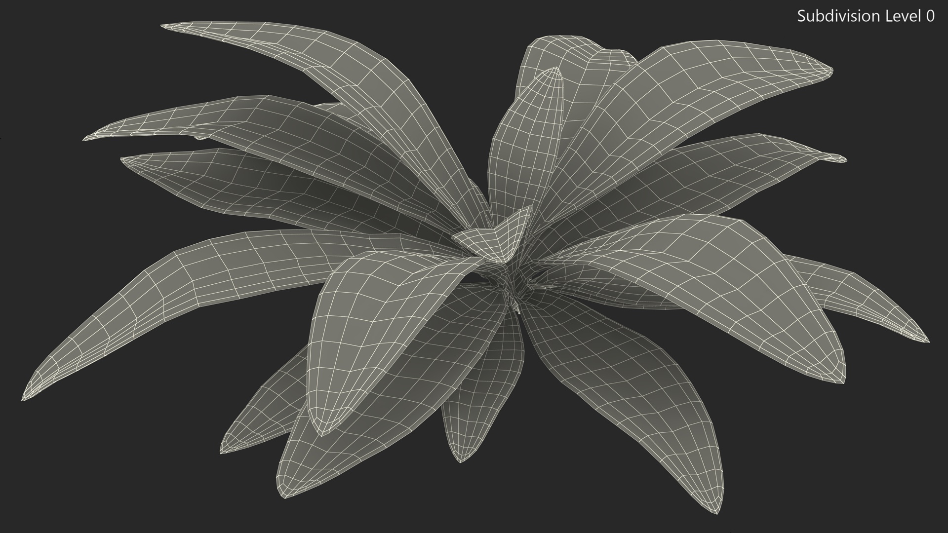 3D Tropical Plant Glauca Cordyline