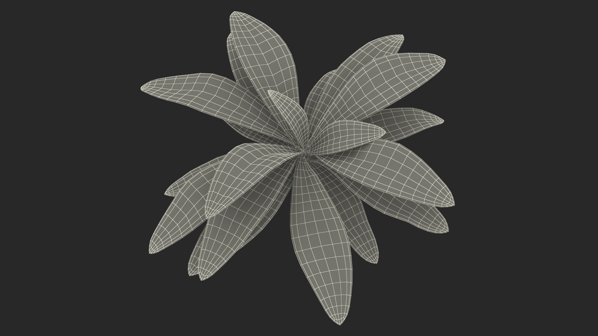3D Tropical Plant Glauca Cordyline