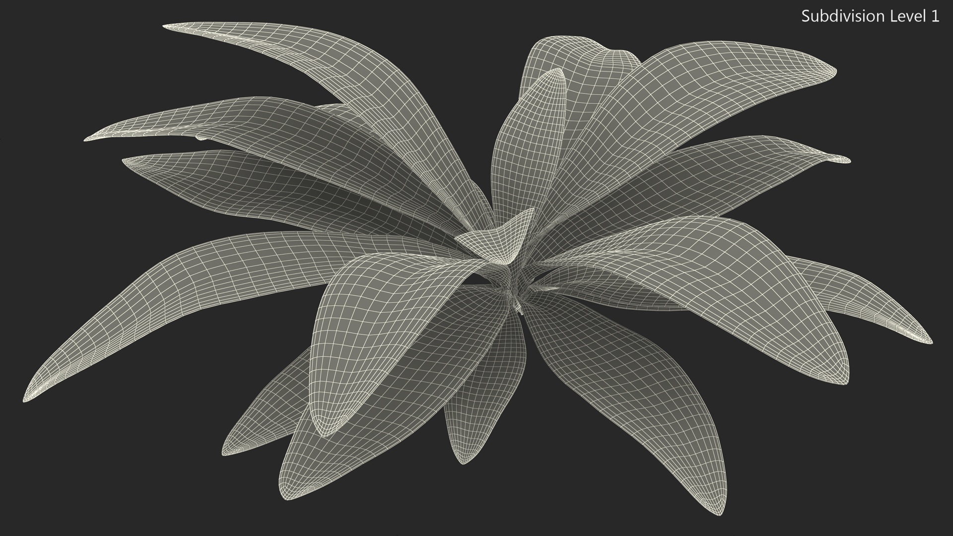 3D Tropical Plant Glauca Cordyline