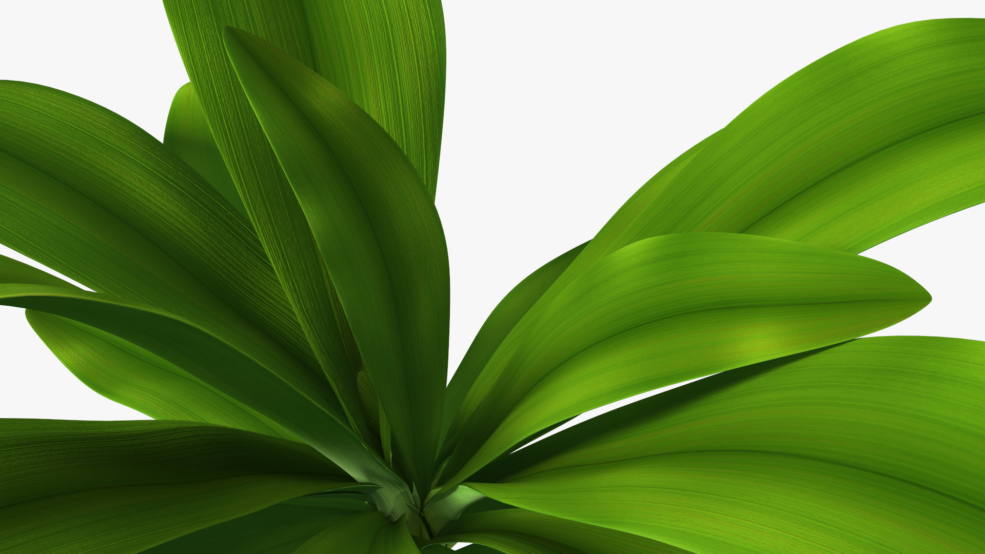 3D Tropical Plant Glauca Cordyline
