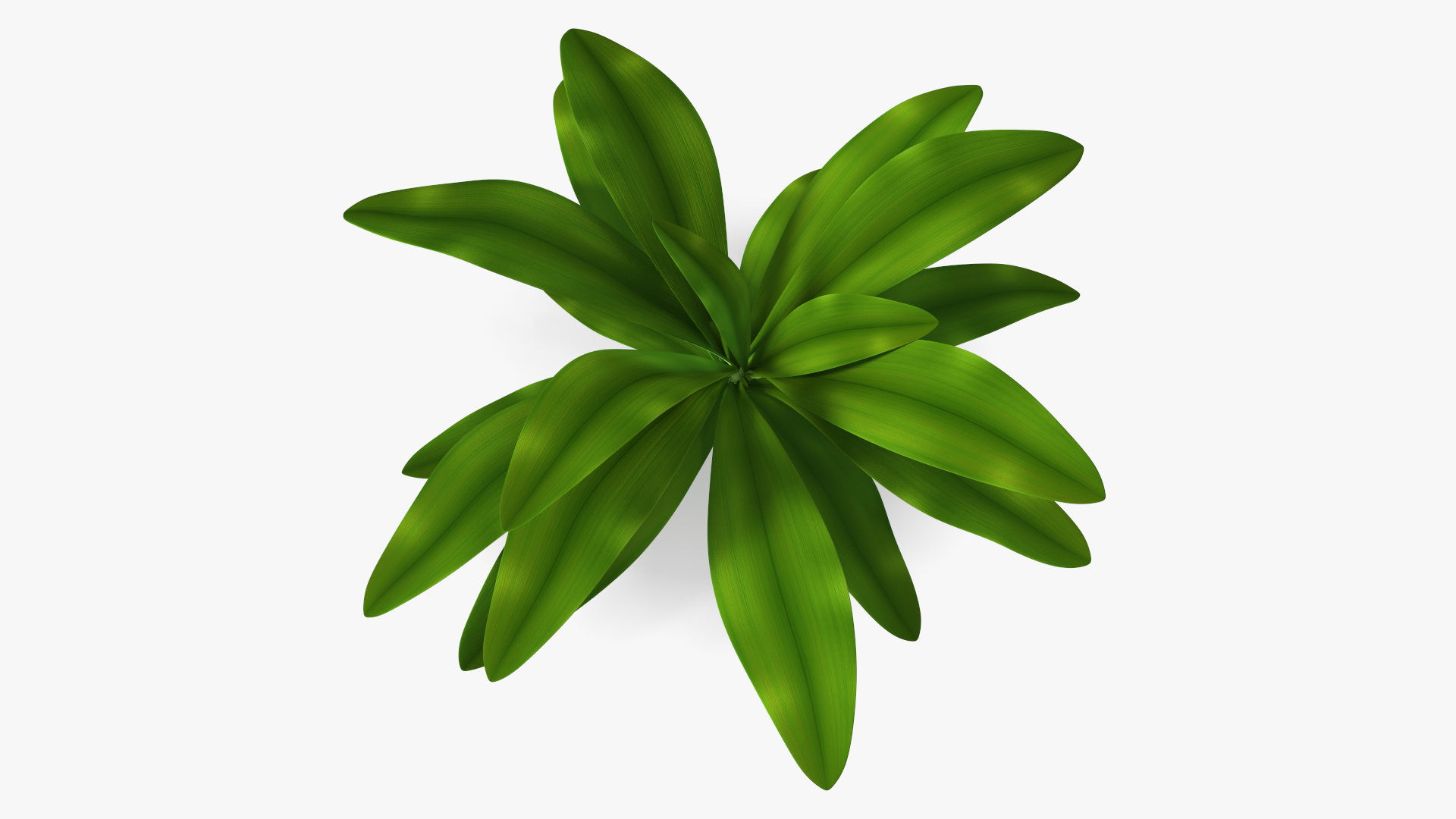 3D Tropical Plant Glauca Cordyline