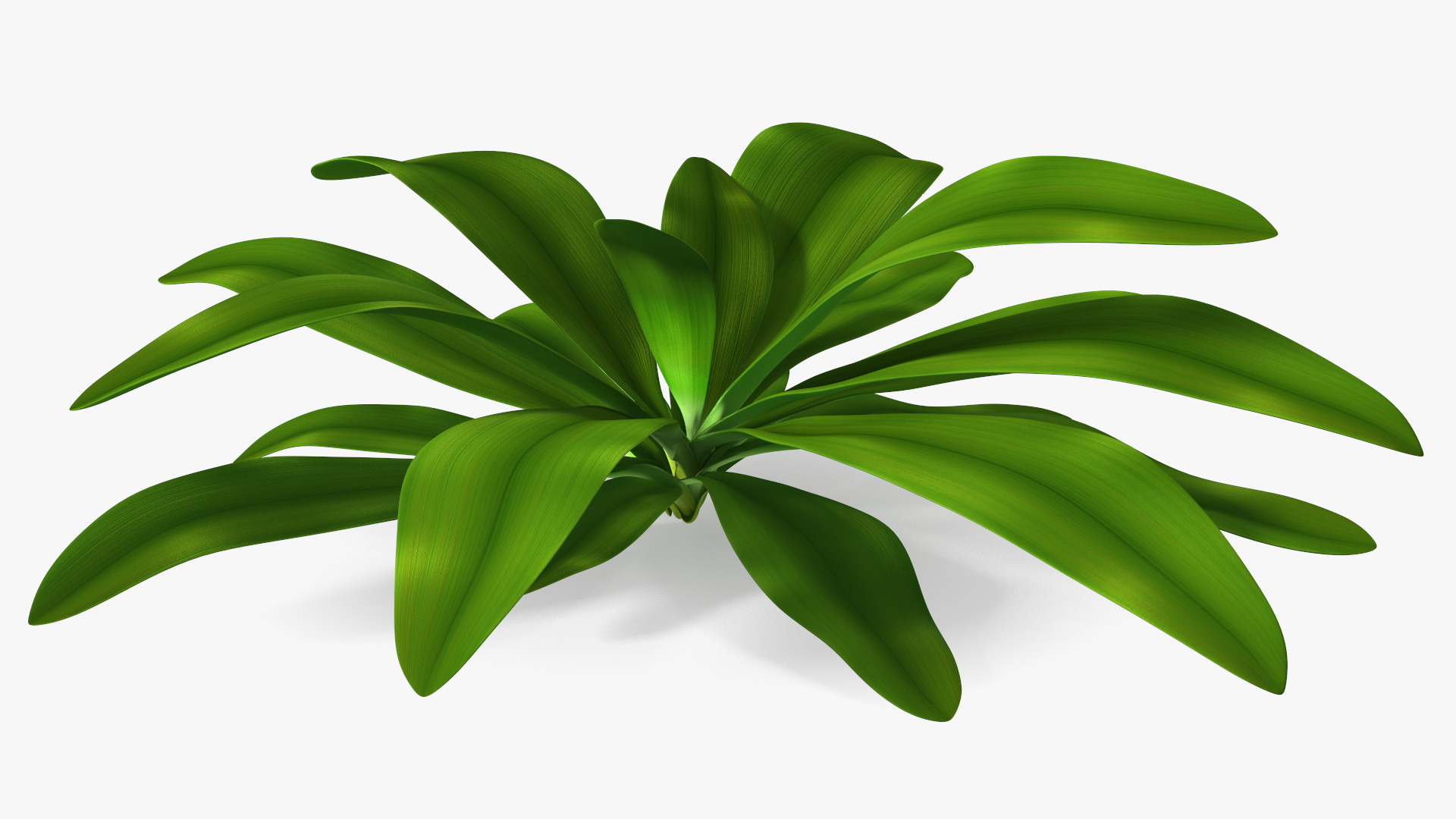 3D Tropical Plant Glauca Cordyline