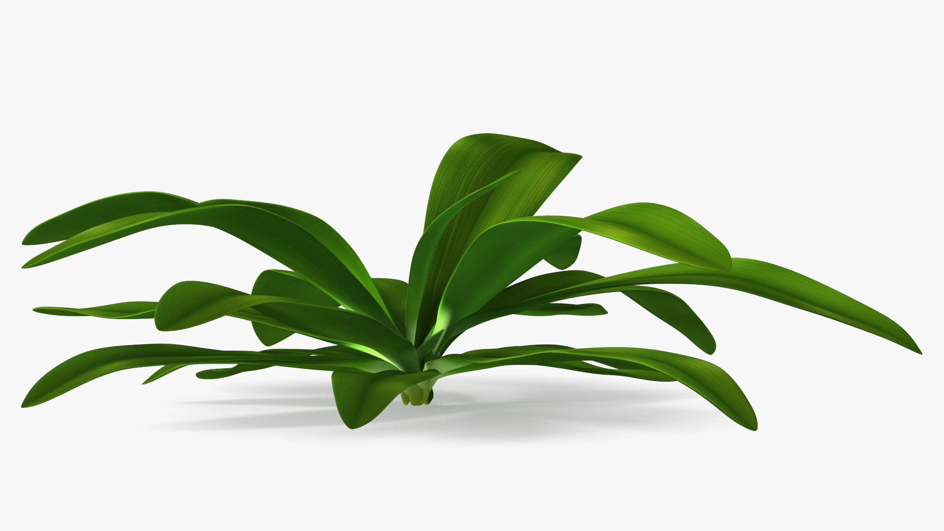 3D Tropical Plant Glauca Cordyline